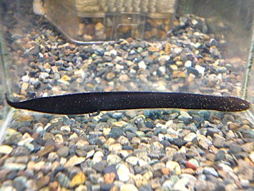 レピドシレン　パラドクサ