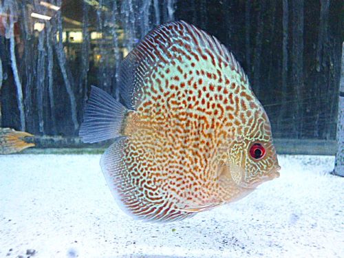 ブルースコーピオン・ディスカス