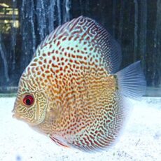 ブルースコーピオンディスカス③　２０２６年３月２３日入荷