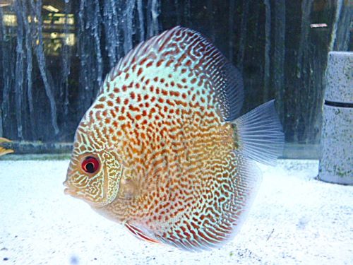 ブルースコーピオンディスカス③　２０２６年３月２３日入荷