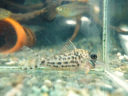 コリドラス　ブロッキービッタータス