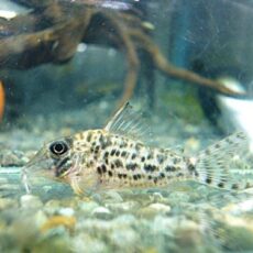 コリドラス　ブロッキービッタータス　２０２６年２月１７日入荷