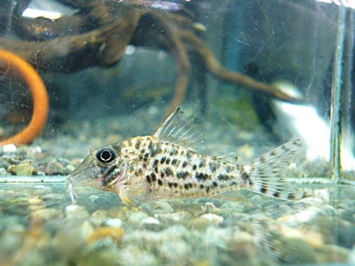 コリドラス　ブロッキービッタータス　２０２６年２月１７日入荷