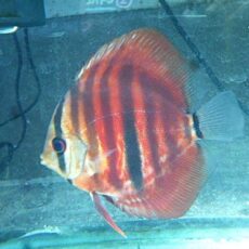 ＩＣＡヘッケルディスカス③　２０２６年４月９日入荷