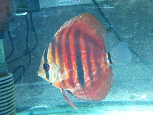 ＩＣＡヘッケルディスカス③　２０２６年４月９日入荷