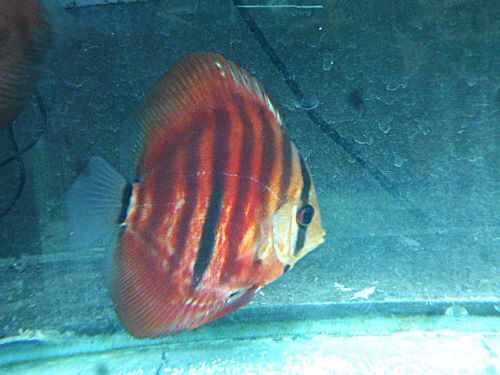 ＩＣＡヘッケル・ディスカス