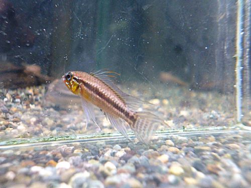 ビタエニアータ