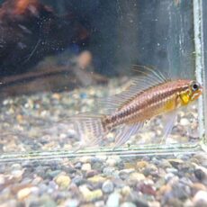 アピスト　ビタエニアータ　テフェ　ペア　２０２６年４月２１日入荷