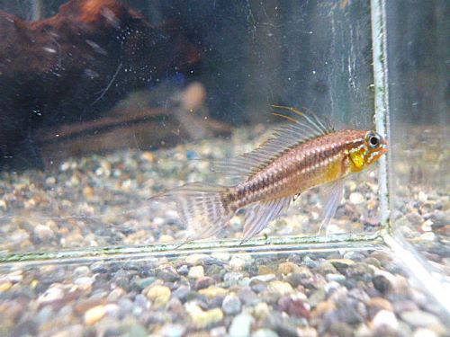 アピスト　ビタエニアータ　テフェ　ペア　２０２６年４月２１日入荷