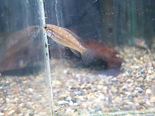 ビタエニアータ