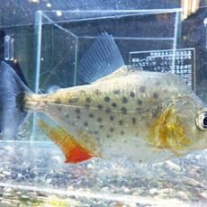 ピラニアＣＦ．エイゲンマニィ　２０２６年４月２１日入荷