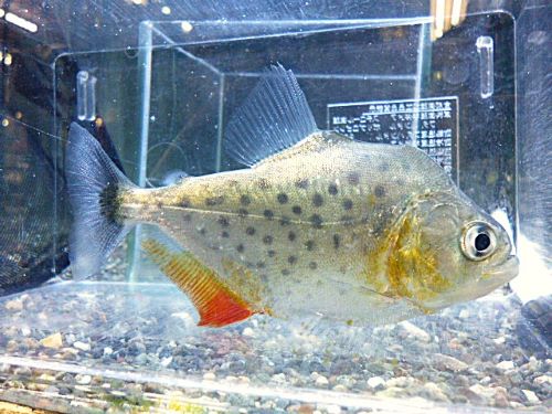 ピラニアＣＦ．エイゲンマニィ　２０２６年４月２１日入荷