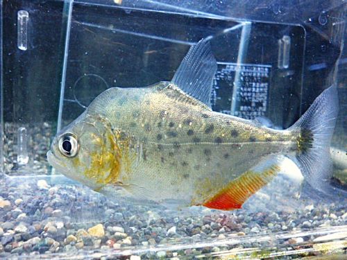 ピラニアＣＦ．エイゲンマニィ