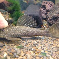 オリーブファントムプレコ　サンタカタリーナ　２０２６年４月２１日入荷