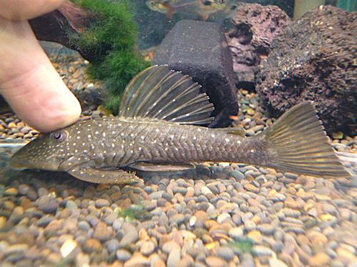 オリーブファントムプレコ　サンタカタリーナ　２０２６年４月２１日入荷