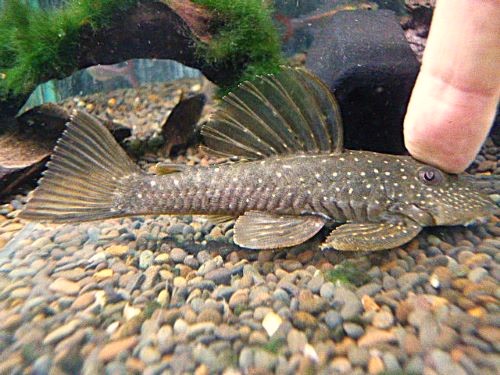 オリーブファントムプレコ