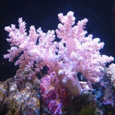 チヂミトサカ　パープル　２０２６年４月２４日撮影