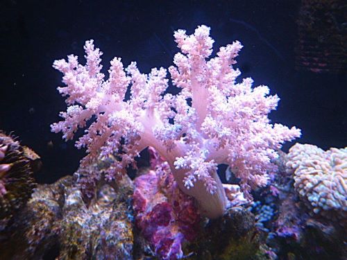 チヂミトサカ　パープル　２０２６年４月２４日撮影