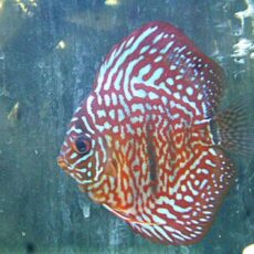 ヘッケルクロスディスカス②　２０２６年４月１６日入荷