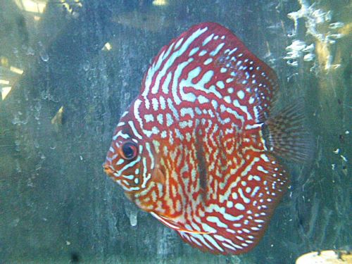 ヘッケルクロスディスカス②　２０２６年４月１６日入荷