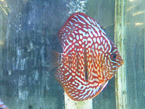 ヘッケルクロス・ディスカス