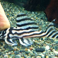 インペリアルゼブラプレコ約７～８ｃｍ①　２０２６年４月２３日入荷