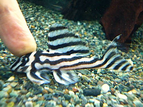 インペリアルゼブラプレコ約７～８ｃｍ①　２０２６年４月２３日入荷