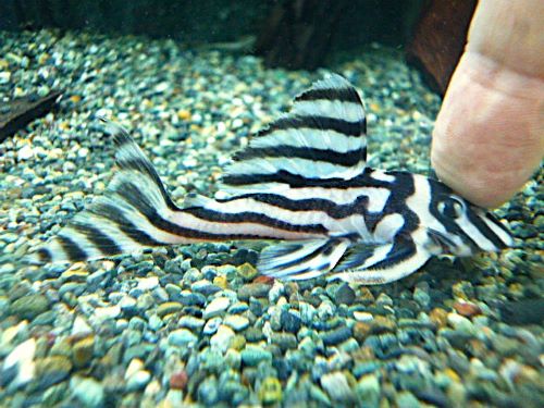 インペリアルゼブラプレコ