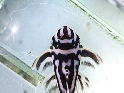 インペリアルゼブラプレコ