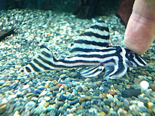 インペリアルゼブラプレコ