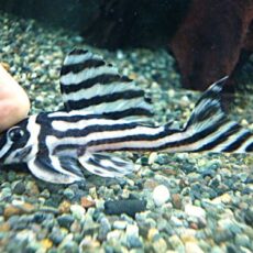 インペリアルゼブラプレコ約７～８ｃｍ②　２０２６年４月２３日入荷