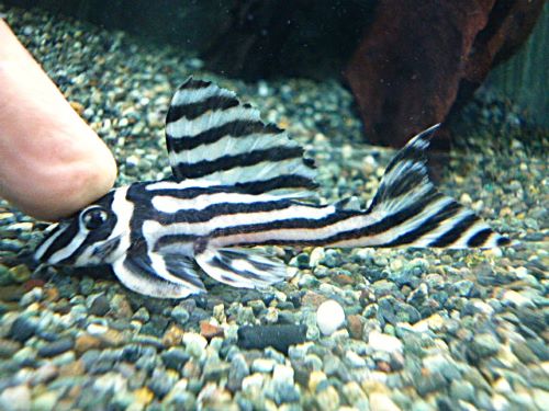 インペリアルゼブラプレコ約７～８ｃｍ②　２０２６年４月２３日入荷