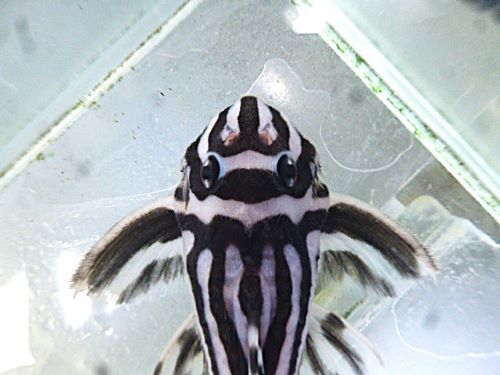 インペリアルゼブラプレコ