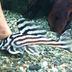 インペリアルゼブラプレコ約７～８ｃｍ③　２０２６年４月２３日入荷