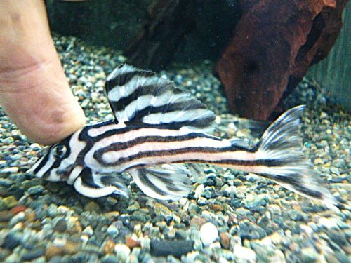 インペリアルゼブラプレコ約７～８ｃｍ③　２０２６年４月２３日入荷