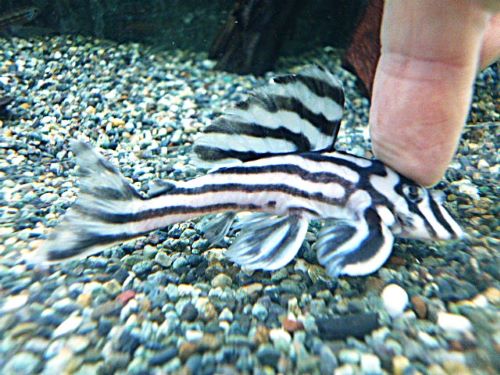 インペリアルゼブラプレコ