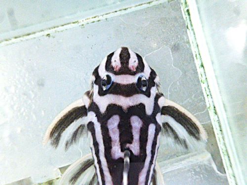 インペリアルゼブラプレコ