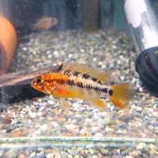 アピスト　ヴィエジタ　スーパーレッド　ペア　２０２６年４月２１日入荷