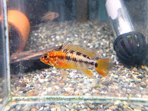 アピスト　ヴィエジタ　スーパーレッド　ペア　２０２６年４月２１日入荷