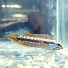 アピスト　メンデジィ　サンタイザベル　ペア　２０２６年４月２１日入荷