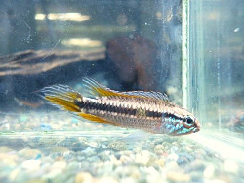 アピスト　メンデジィ　サンタイザベル　ペア　２０２６年４月２１日入荷