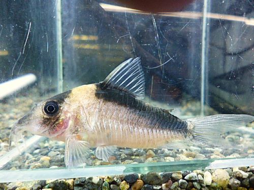 コリドラス　イミテーター