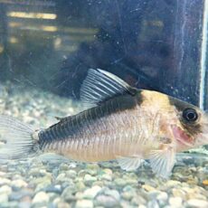 コリドラス　イミテーター②　２０２６年３月７日入荷