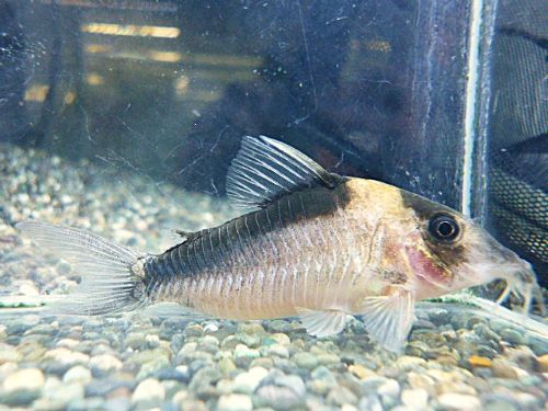 コリドラス　イミテーター②　２０２６年３月７日入荷