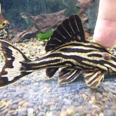 プラチナロイヤルプレコ約１０ｃｍ　２０２６年２月４日入荷