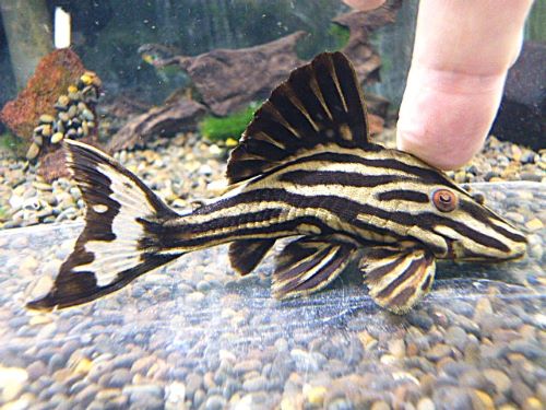 プラチナロイヤルプレコ約１０ｃｍ　２０２６年２月４日入荷