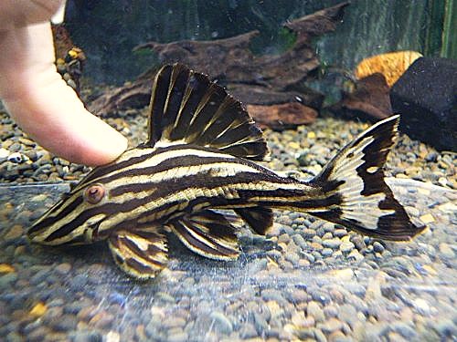 プラチナロイヤルプレコ