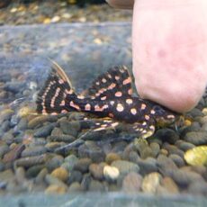 ファイヤードットトリムプレコ①　２０２６年４月２３日入荷