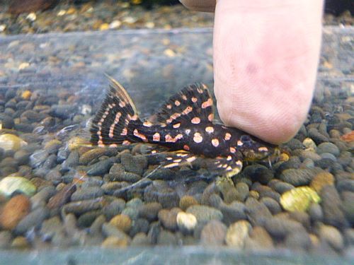 ファイヤードットトリムプレコ①　２０２６年４月２３日入荷