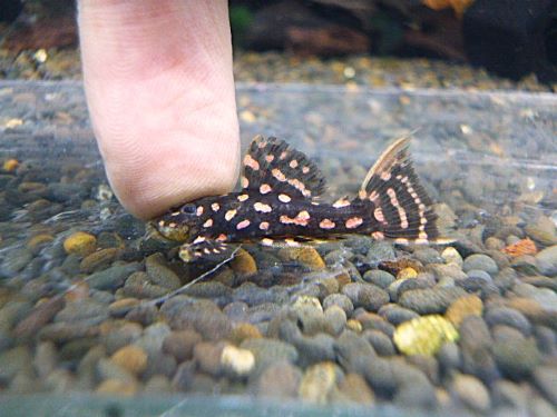 ファイヤードットトリムプレコ